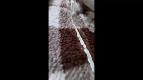 3X NAXAA online show from February 15, 1:20 pm