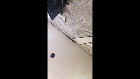 3X NAXAA online show from March 3, 1:17 pm