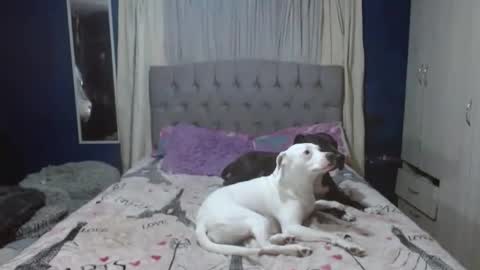 _azalea_65 online show from November 26, 2:01 am