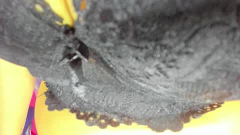 Snapshot of _pamela_ebony chatting on October 23, 8:18 pm pamela online show from October 23, 8:18 pm