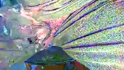 Alex online show from October 27, 11:20 pm