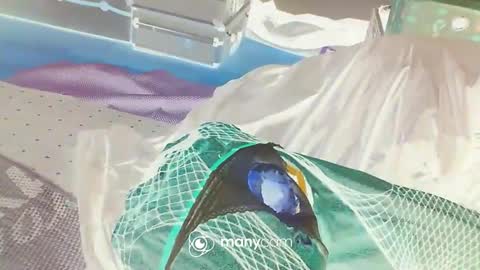 Snapshot of alwaysniceguy2 chatting on January 3, 3:16 am HoneyMelonGuy online show from January 3, 3:16 am