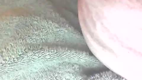 Snapshot of analhunter33 chatting on February 6, 12:22 am analhunter33 online show from February 6, 12:22 am