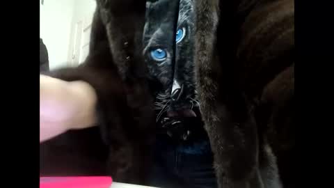 Snapshot of angelo4ek_olya chatting on January 21, 11:56 am Your dreams best breasts online show from January 21, 11:56 am