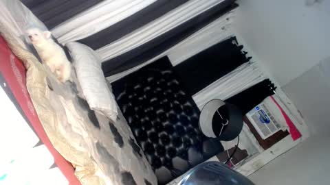 Snapshot of asianhotlover69 chatting on March 6, 6:37 pm elish 3 online show from March 6, 6:37 pm