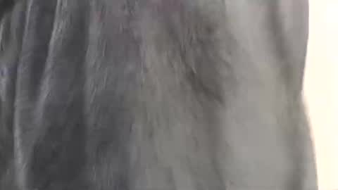 Snapshot of assiology11 chatting on February 17, 4:15 pm Assiology online show from February 17, 4:15 pm