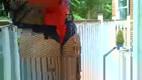 azole556 online show from May 14, 3:19 pm