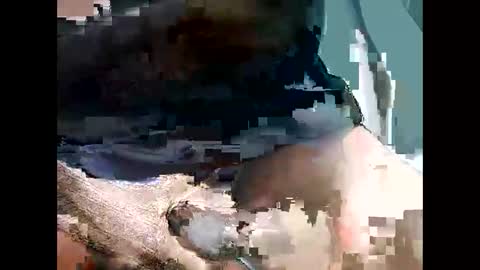 bbcbrazilianboy online show from September 28, 4:18 am