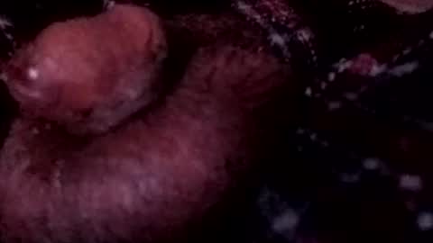 Snapshot of bcfalcon69 chatting on April 12, 3:55 am bcfalcon69 online show from April 12, 3:55 am