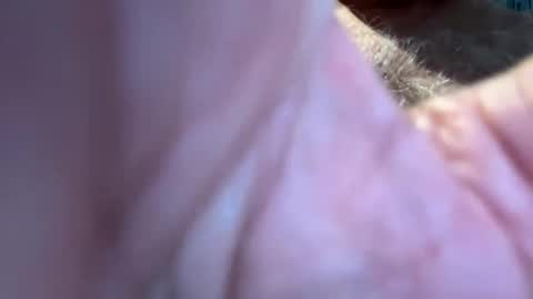 benz10001 online show from September 13, 12:49 pm