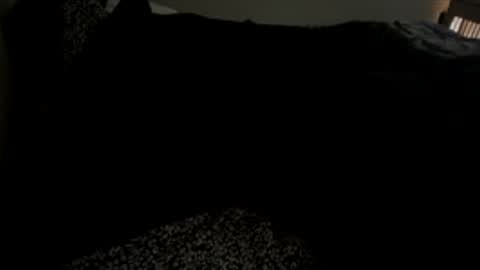 bigdickpapishampoo online show from December 1, 2:00 pm