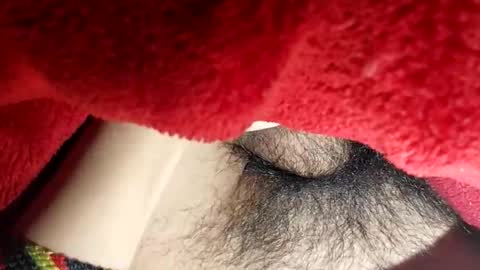 Snapshot of boloski7 chatting on December 20, 6:42 am Boloski7 online show from December 20, 6:42 am