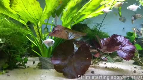 Booker Baxton online show from January 23, 3:58 am