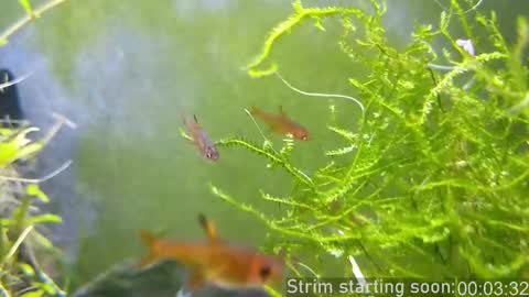 Booker Baxton online show from March 2, 4:07 am