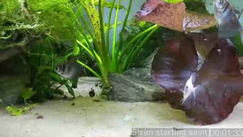 Booker Baxton online show from January 17, 4:06 am