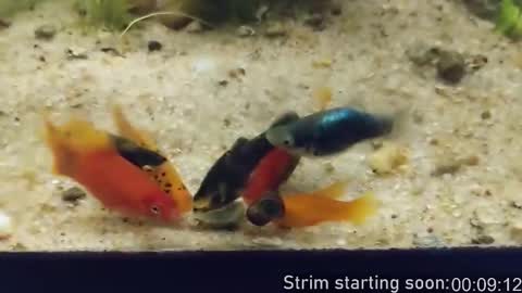 Booker Baxton online show from February 26, 4:00 am