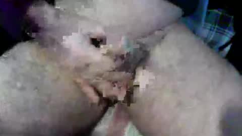 Snapshot of bossram160 chatting on October 9, 9:18 am bossram160 online show from October 9, 9:18 am