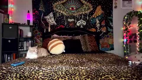 Puddin online show from December 28, 3:26 am