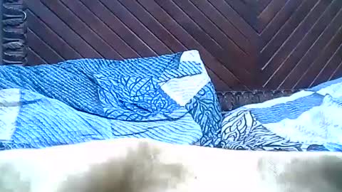 Josh online show from December 28, 9:40 pm