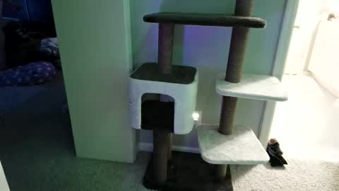 Snapshot of cammyman6900 chatting on May 12, 4:31 am cammyman6900 online show from May 12, 4:31 am