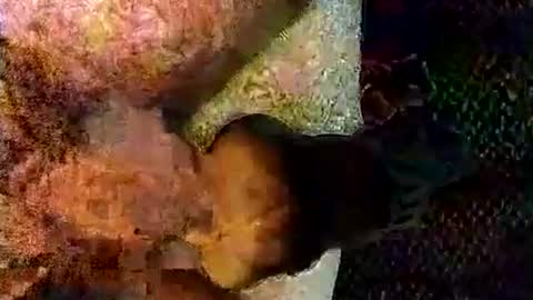 Snapshot of catdaddy179057 chatting on March 6, 11:17 am catdaddy179057 online show from March 6, 11:17 am