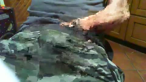 Snapshot of ciop1962 chatting on December 2, 7:05 pm ciop1962 online show from December 2, 7:05 pm