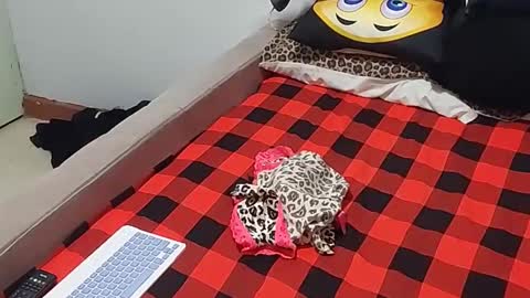 creamyhub online show from December 1, 7:02 am