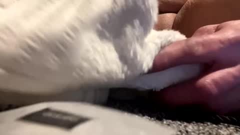 Aprilia online show from January 25, 8:42 am