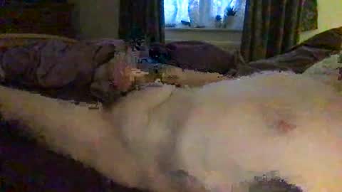 daddymoans4u online show from December 11, 8:15 am