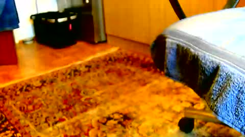 Dammerl online show from December 2, 1:17 pm