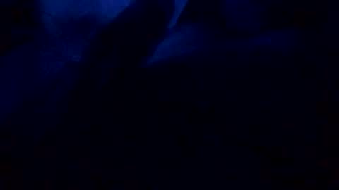 DanAmp online show from December 22, 7:05 am