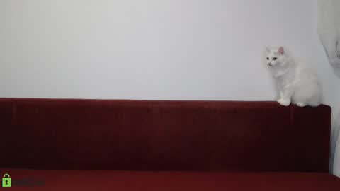 Daniel online show from November 17, 6:24 pm