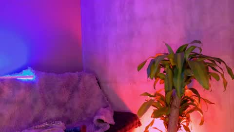 Snapshot of danita_veelz chatting on June 5, 10:37 pm danita_veelz online show from June 5, 10:37 pm