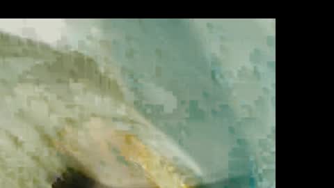 dandeb online show from January 19, 1:26 pm