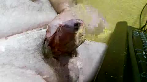 Snapshot of didyoujustseethat chatting on October 7, 6:10 am didyoujustseethat online show from October 7, 6:10 am