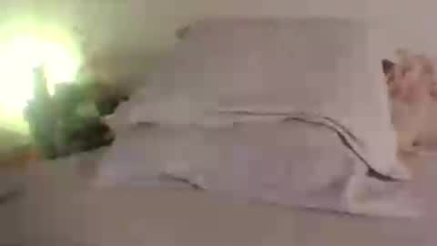 doll_dollys_ online show from June 30, 5:14 pm