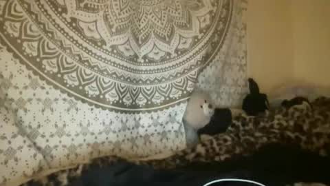 Snapshot of dream1girl_ chatting on April 9, 2:55 am ur dream girl online show from April 9, 2:55 am