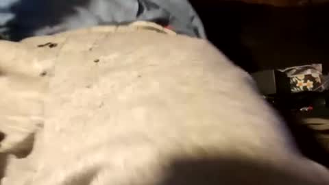 edmore1215 online show from December 18, 12:51 pm