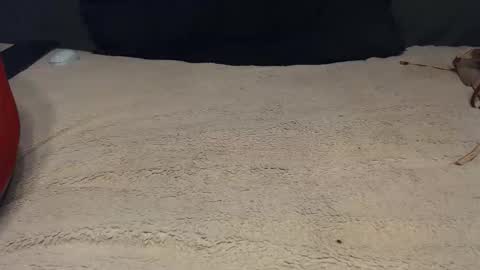 elgsslt online show from February 28, 1:23 pm