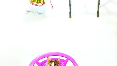 Snapshot of elkingthe chatting on December 2, 12:40 pm Diana online show from December 2, 12:40 pm