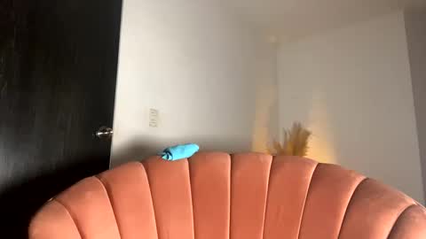 Snapshot of fabianna_laraa chatting on November 15, 12:13 pm Thianna online show from November 15, 12:13 pm