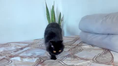 Snapshot of fabrizio_amery chatting on January 7, 8:00 pm - A N D E R online show from January 7, 8:00 pm