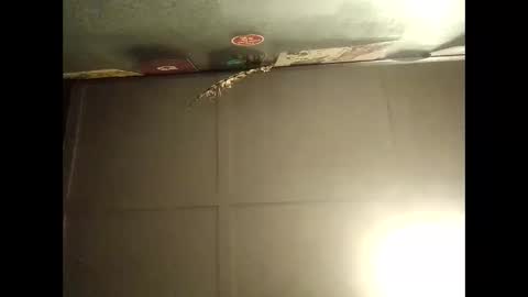 Warwick online show from October 11, 9:08 am