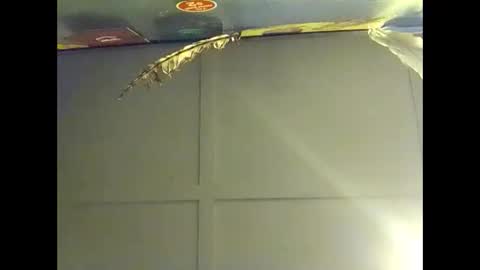 Warwick online show from October 18, 7:53 am