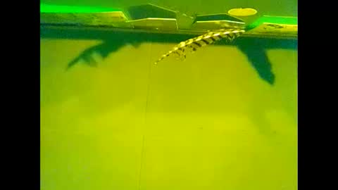 Warwick online show from October 22, 10:04 am