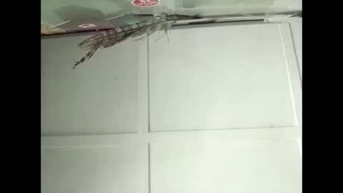 Warwick online show from November 12, 2:34 am