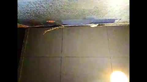 Warwick online show from November 30, 10:30 am