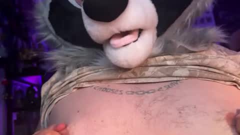 Zaboo Raccoon online show from June 20, 6:27 am