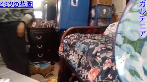 Gardenia online show from December 24, 7:49 am