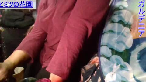 Gardenia online show from January 9, 7:21 am